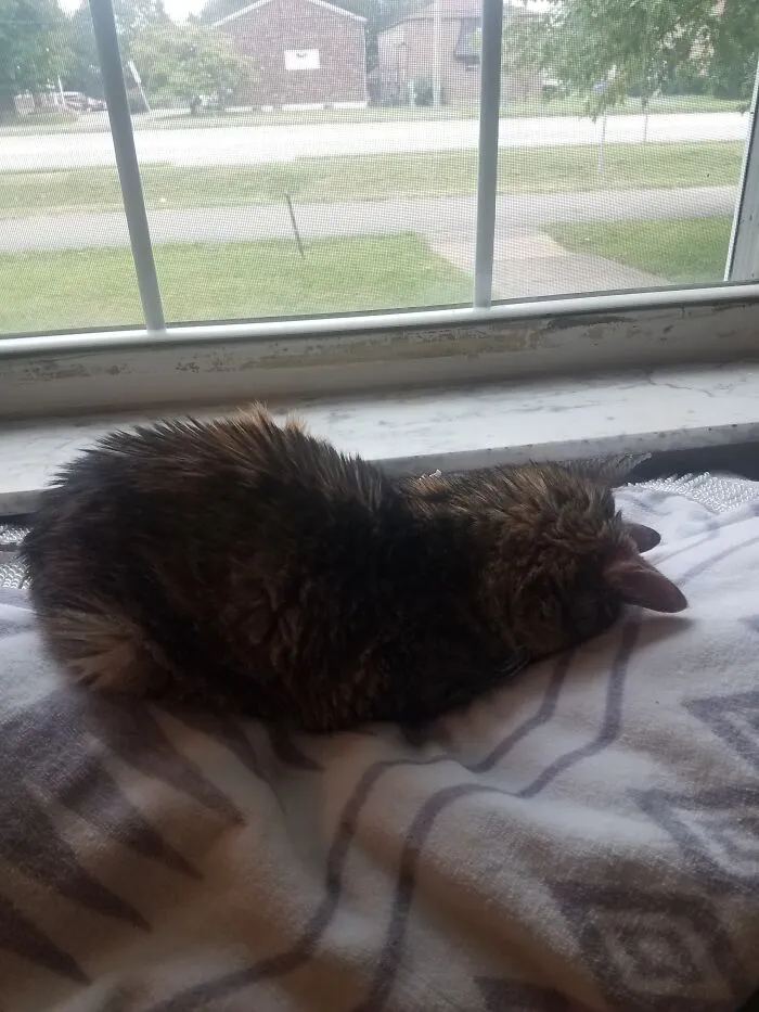 Faceplant Loaf