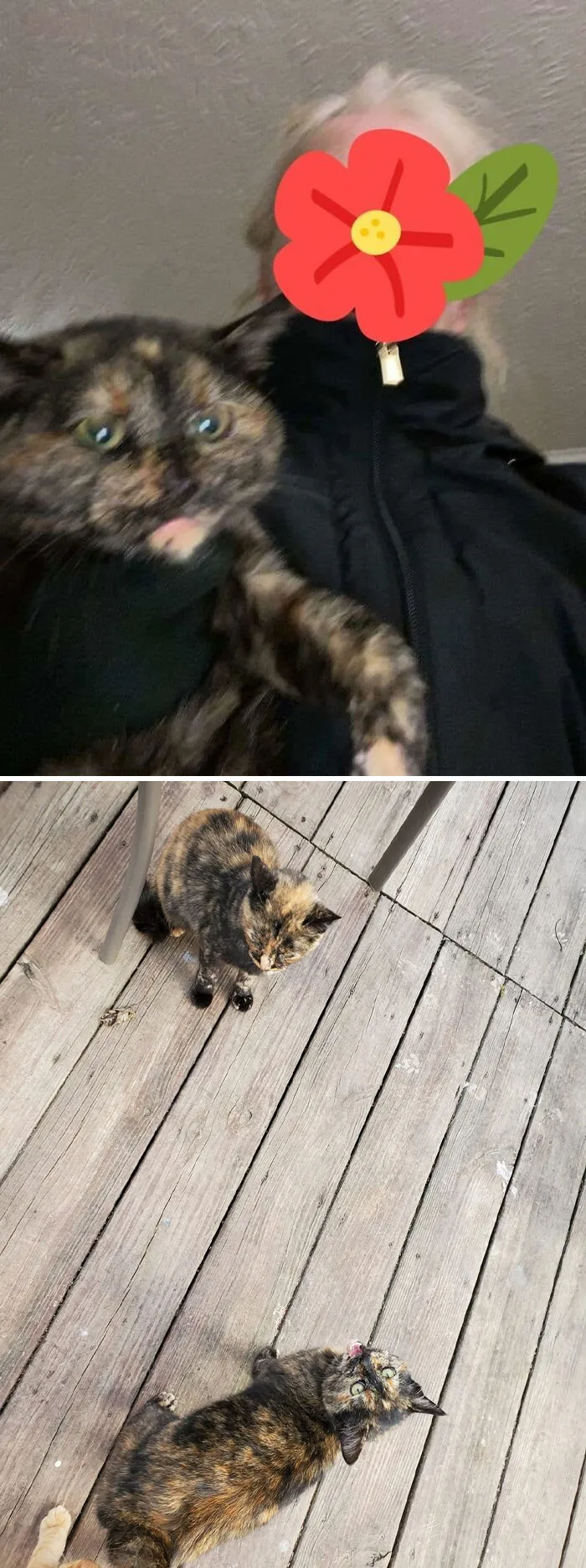 My Tortie (Baby Fuzz) Has Full On Tortitude. She Doesn't Let Me Touch Her, She Refuses Pets. I Have Never Held Her In The 3 Years Ive Had Her