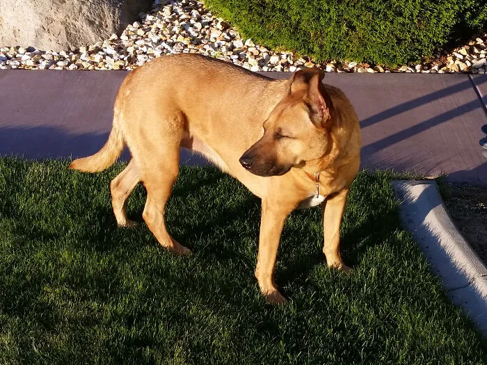 a brown dog standing on the grass near the path