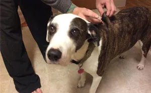 Woman's Insane List Of Demands To Her Dog Sitter Goes Viral