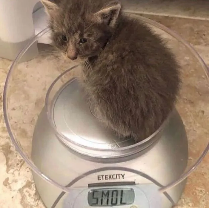 Smol Eyes