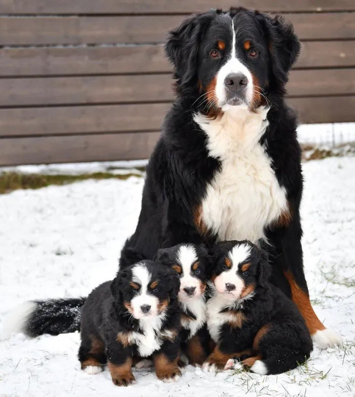 Bernese Mountain Dog