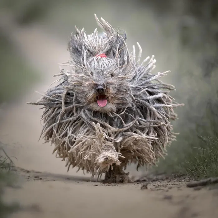 Puli