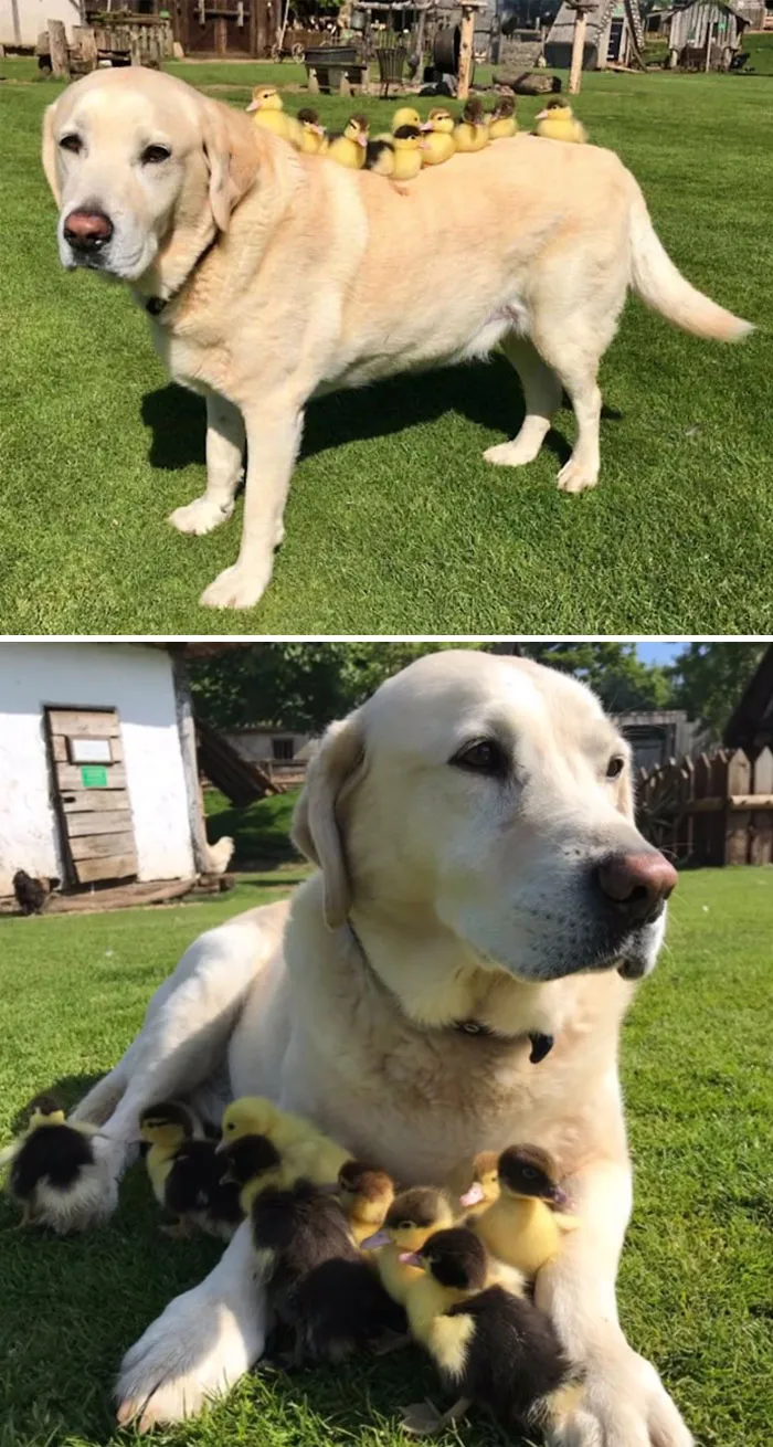 Labrador Retriever
