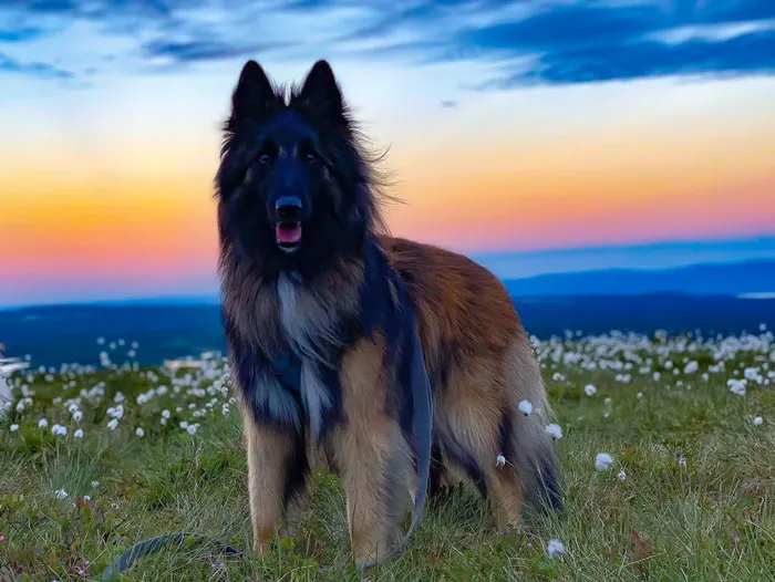 Belgian Tervuren