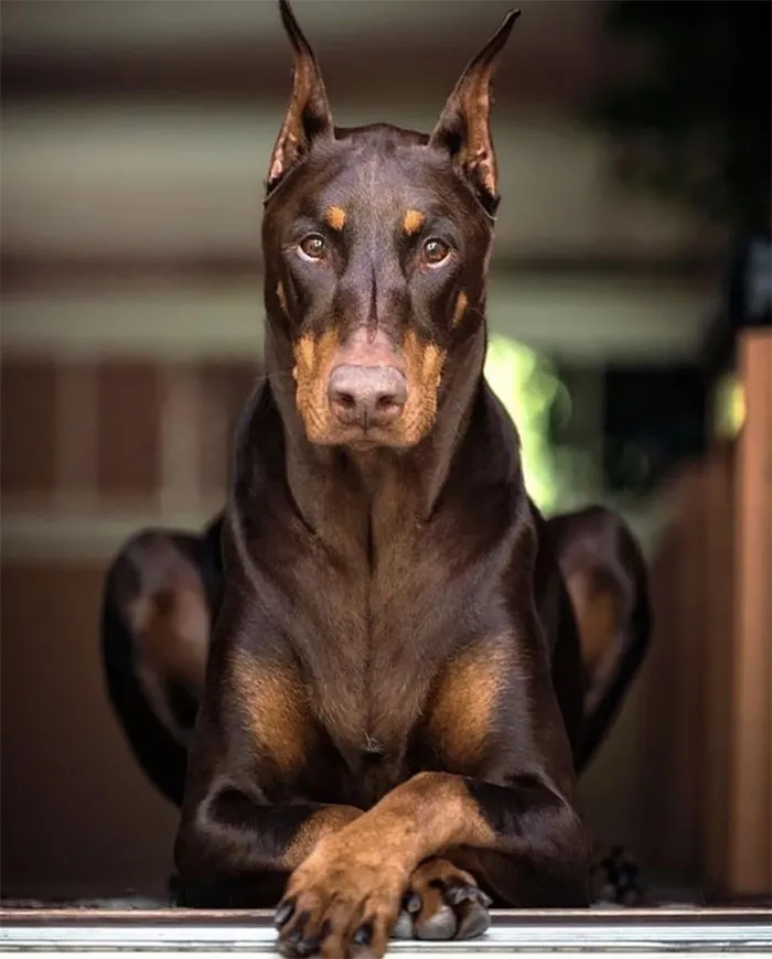 Doberman Pinscher