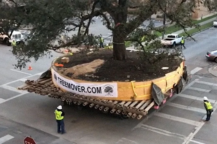 Tree Mover