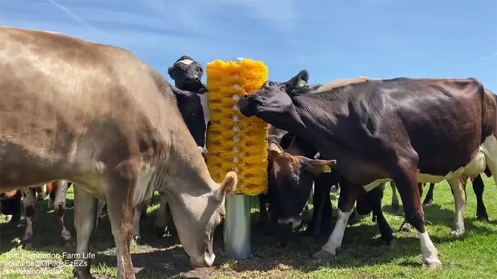 Cow Brush