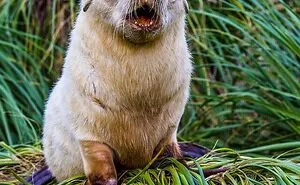 50 Adorable Baby Animals To Make Your Day