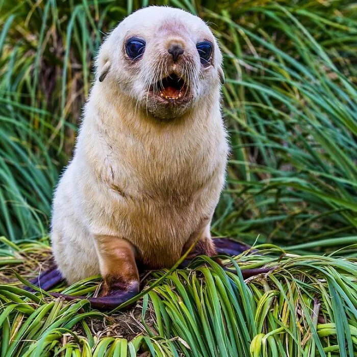 A Newborn Antarctic Fur Seal Pup Perches Itself On Top Of A Mound Of Tussock Grass. South Georgia, Antarctica