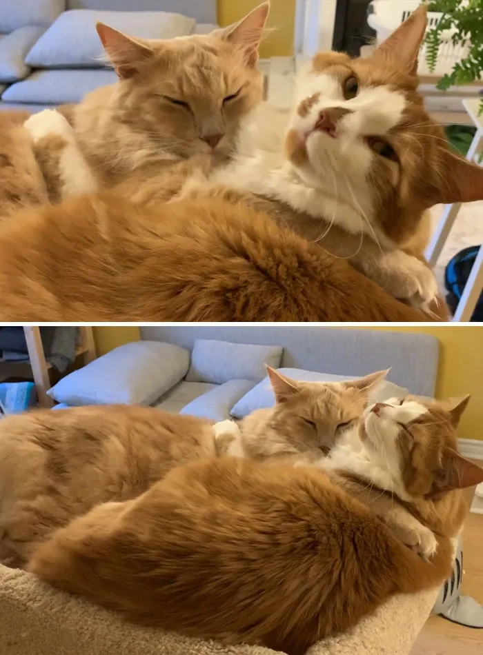 Me alegro mucho de que los hayamos adoptado juntos