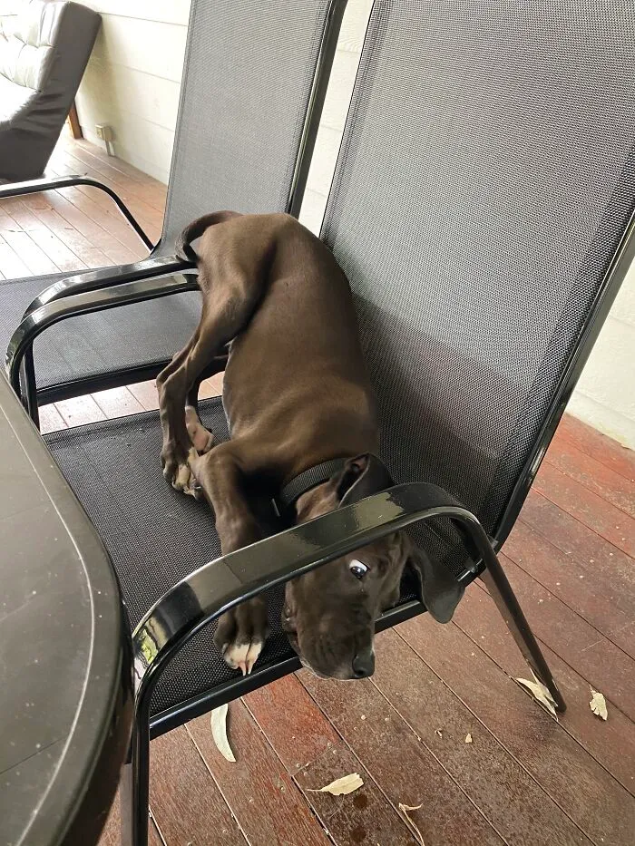 I Swear This Chair Is Getting Smaller