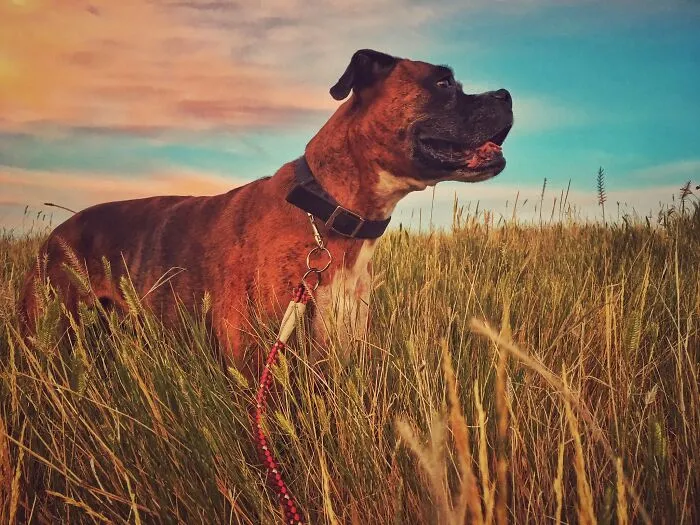 Bella