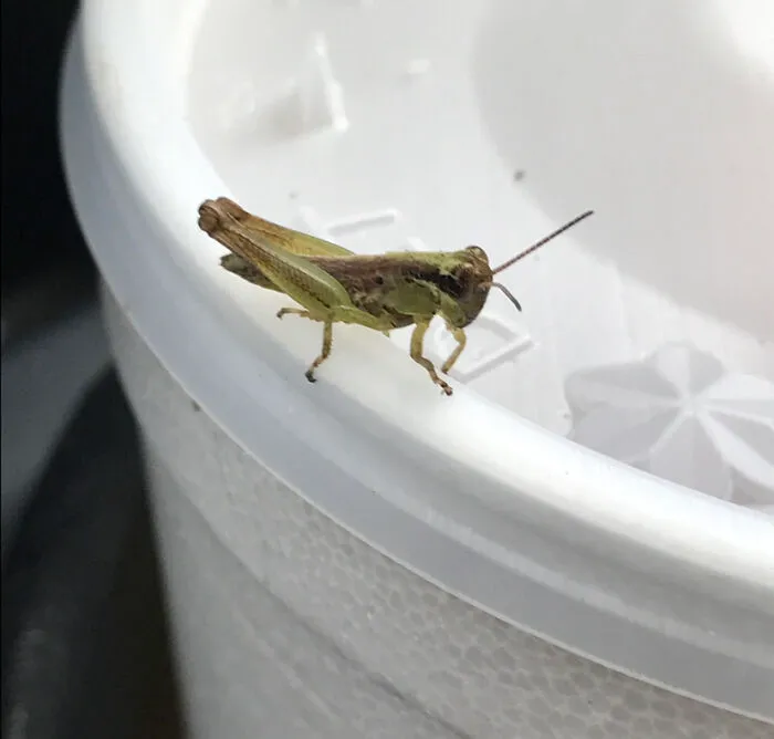 It Was Unusual Because He Was Sitting In My Coworkers Drink. My Coworker Happens To Be Named Jimmy
