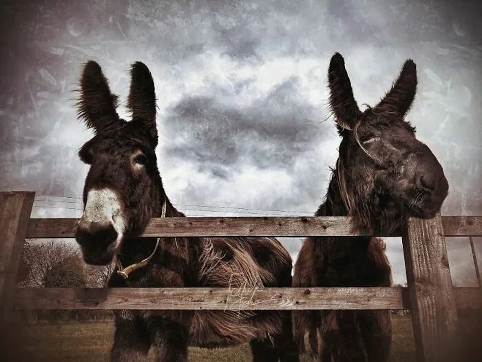I Work At A Donkey Sanctuary Where I Photograph Their Beauty And Cuteness (30 Pics)