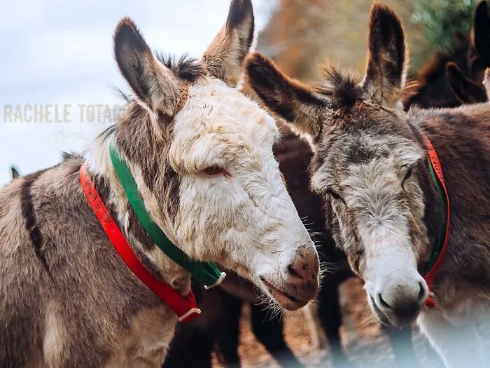 I Work At A Donkey Sanctuary Where I Photograph Their Beauty And Cuteness (30 Pics)