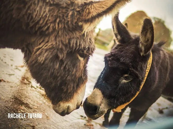 I Work At A Donkey Sanctuary Where I Photograph Their Beauty And Cuteness (30 Pics)