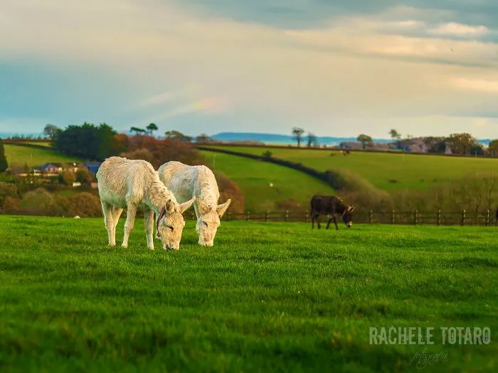 I Work At A Donkey Sanctuary Where I Photograph Their Beauty And Cuteness (30 Pics)