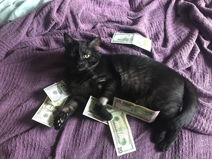 Just Got Neutered