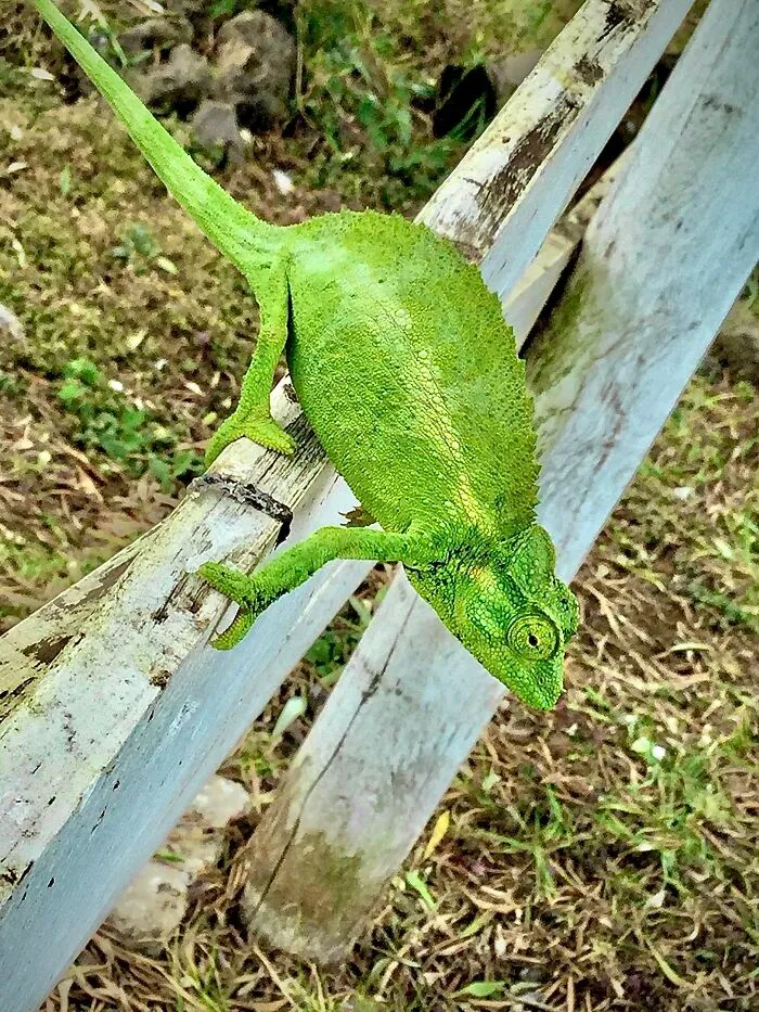 I Took A Photo Of This Guy In Hawaii❤️