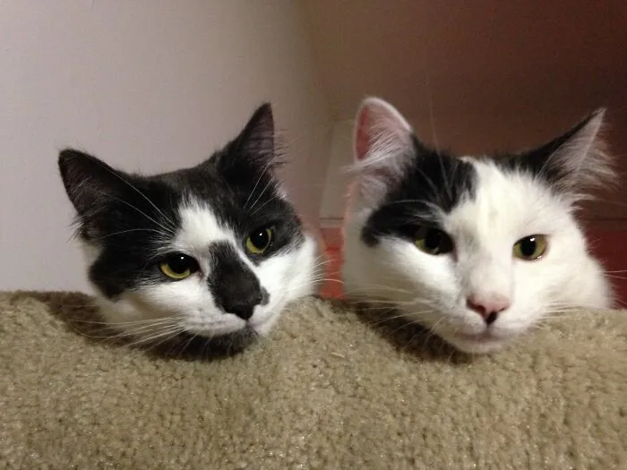 Squee & Gilbert