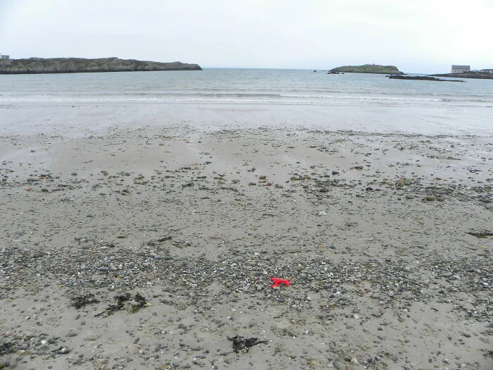 Beach With A Beanie Baby Lobster 🤣🦞
