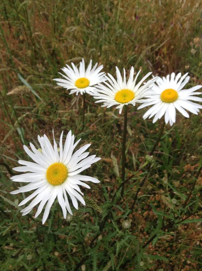 Daisy, Daisy...