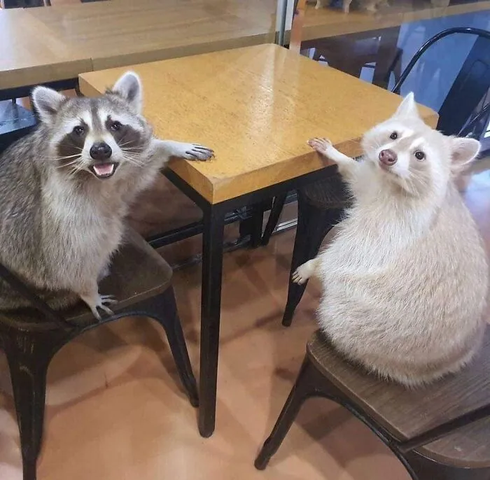 This Facebook Page Is All About Animal Images That Need To Be Seen (50 New Pics)