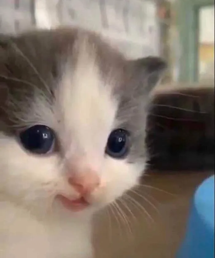 This Facebook Page Is All About Animal Images That Need To Be Seen (50 New Pics)