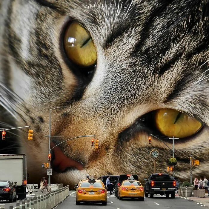 91 Surreal Photo Edits With Giant Cats By Matt McCarthy (New Pics)