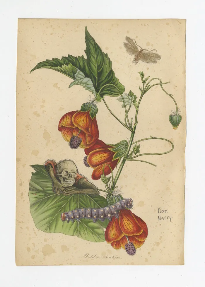 Abutilon Striatum, 2021