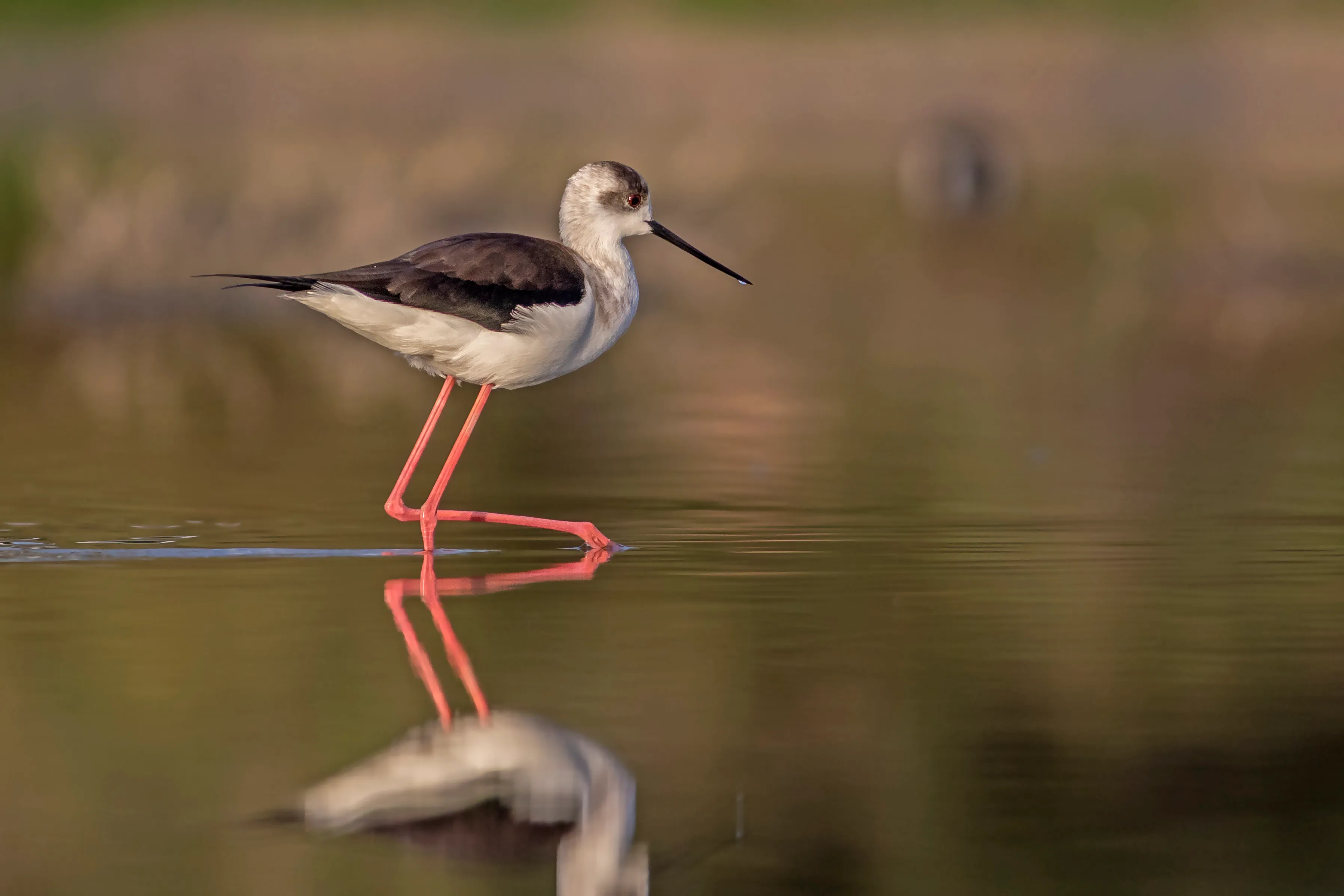Black Winged Stilt