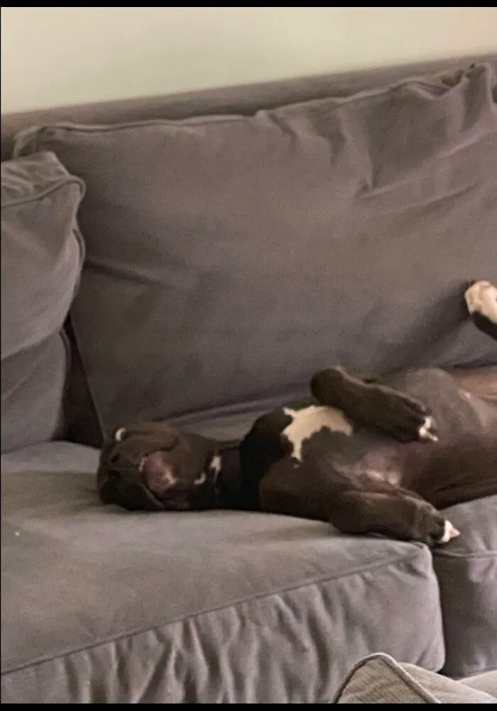 My Dog Being A Weirdo!