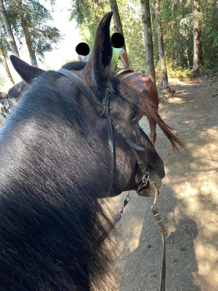 Being With Horses Almost Every Day