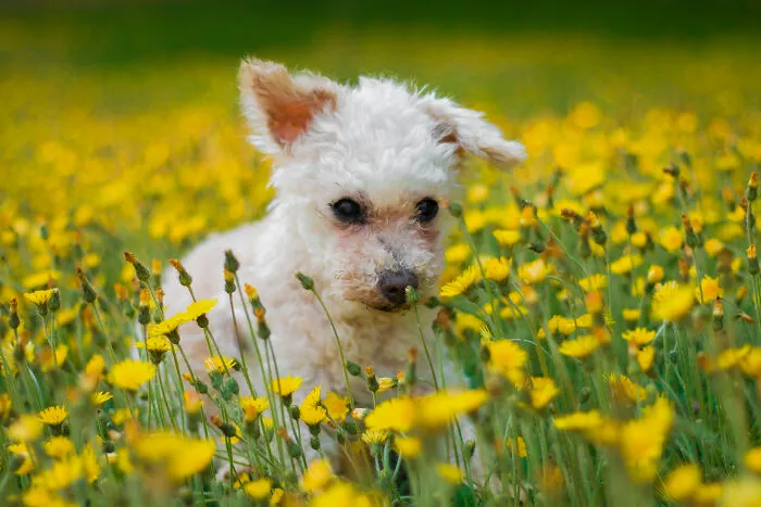 Felix: Deaf, Mostly Blind, Toothless 14 Year-Old Rescued From Severe Neglect Almost 1 Year Ago And Absolutely Perfect.