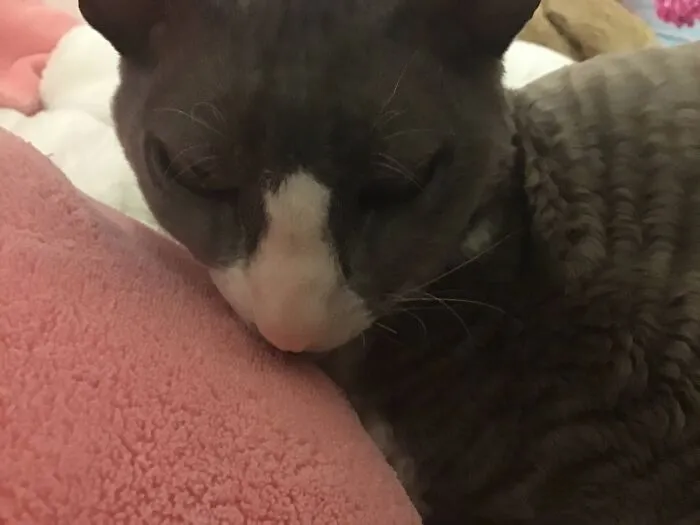 Fck My Cat Is Angry