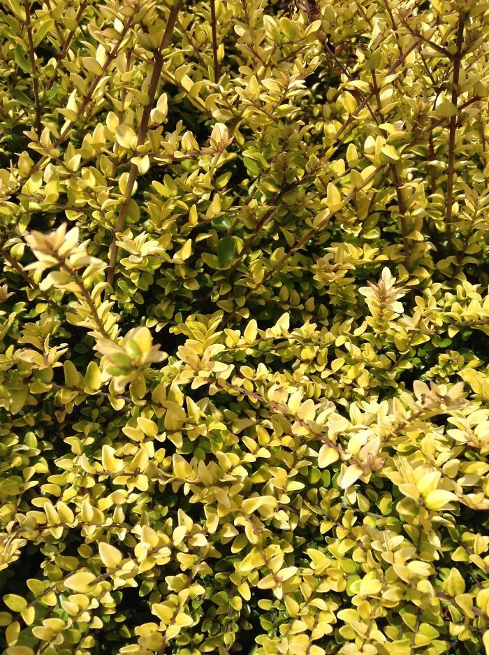 The Yellow Sea