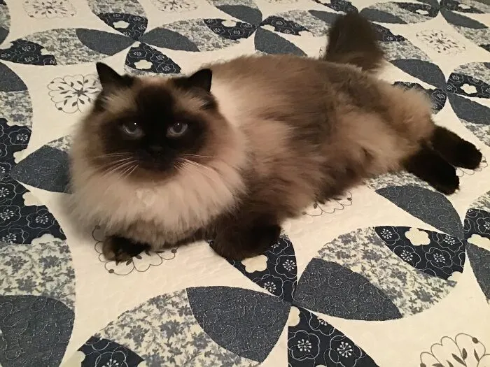 Blue Eyes