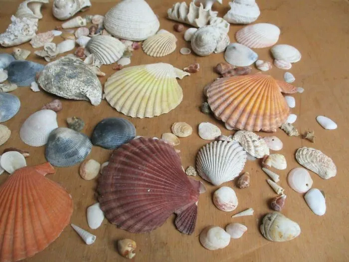 Shells