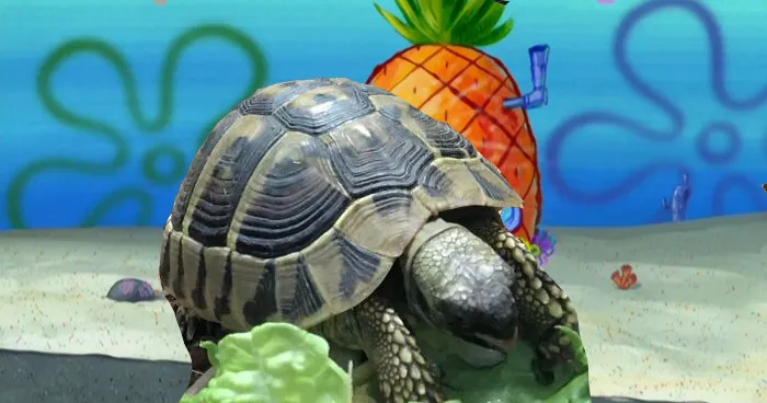 Decided To Pay Spongebob A Visit