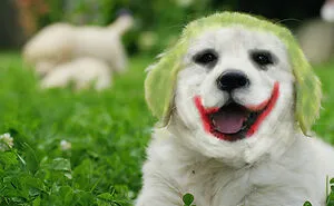 Hey Pandas, Photoshop This Pupper (Closed)