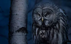 Here Are The 30 Winners Of 2021 Bird Photographer Of The Year Awards
