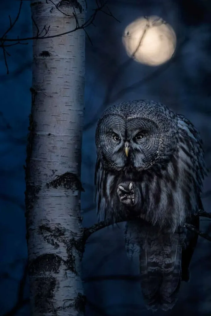Best Portrait: Night Hunter By Jonas Classon (Bronze)