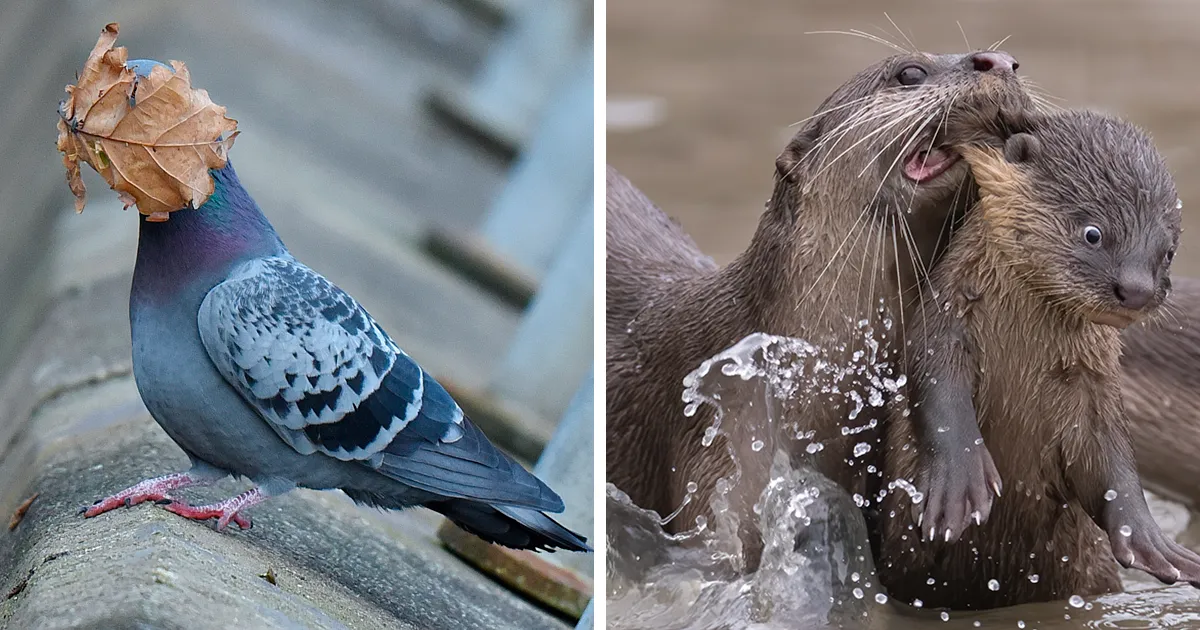 Los premios de fotografía Comedy Wildlife de 2021 acaban de anunciar sus finalistas, y aquí están 25 de las fotos más divertidas para que te partas de risa