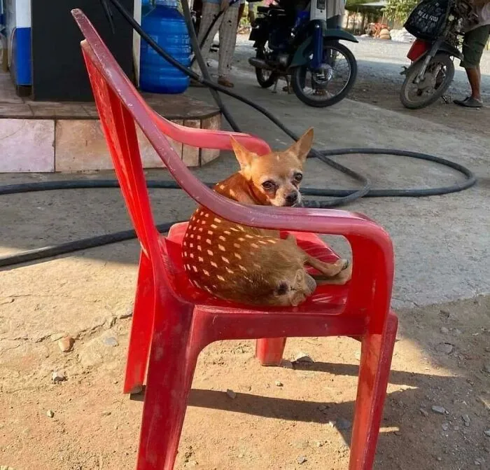 Cervatillo en una silla