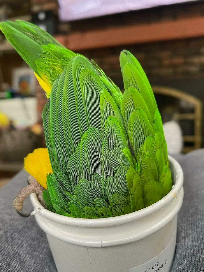 Succulent