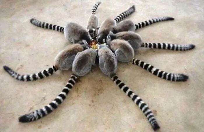 Rara araña de Madagascar