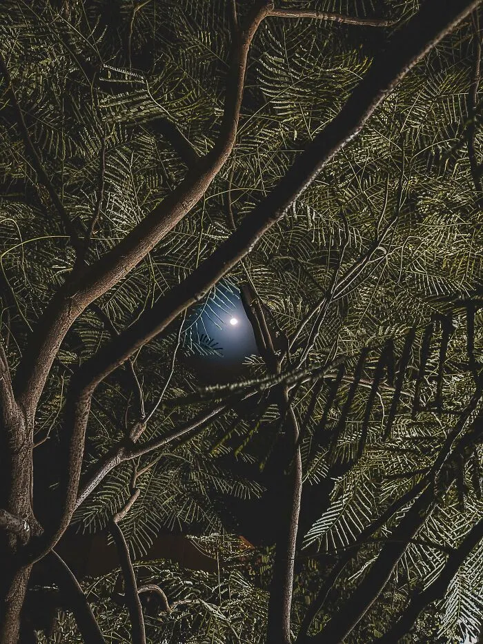 Se me ha atascado mi pelota azul en el árbol