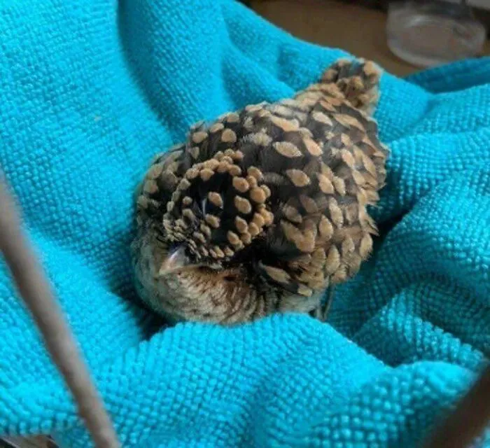 Una piña de mascota