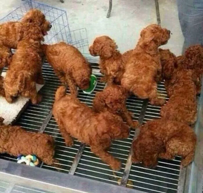 Pollo frito